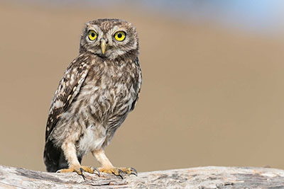 How to photograph the little owls