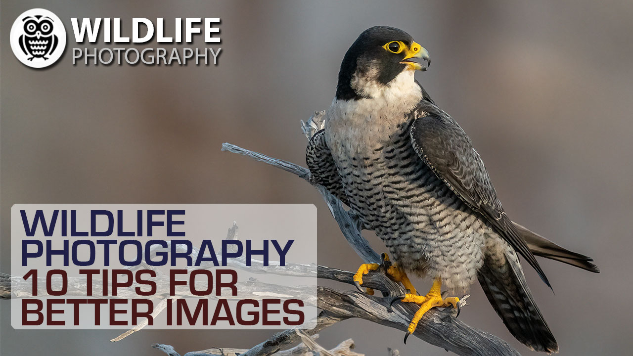 WILDLIFE PHOTOGRAPHY | 10 secret TIPS for better images - Streamed by Giuseppe Gessa