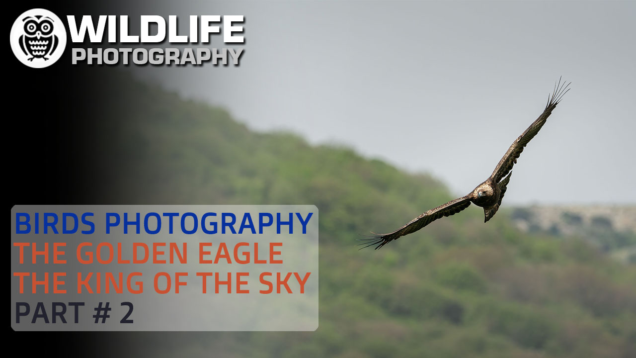 BIRDS PHOTOGRAPHY | The golden eagle | The king of the sky | Part 1 - Streamed by Giuseppe Gessa
