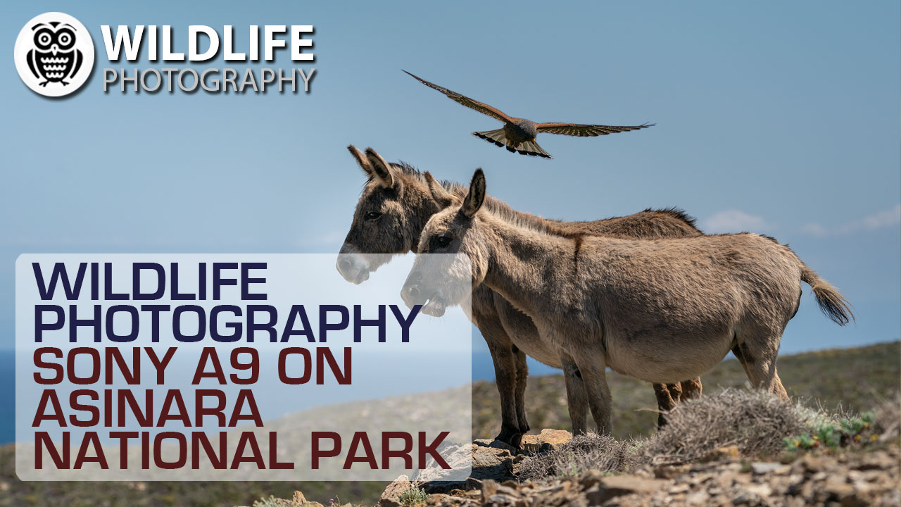 WILDLIFE PHOTOGRAPHY | Sony A9 on Asinara National Park - Streamed by Giuseppe Gessa