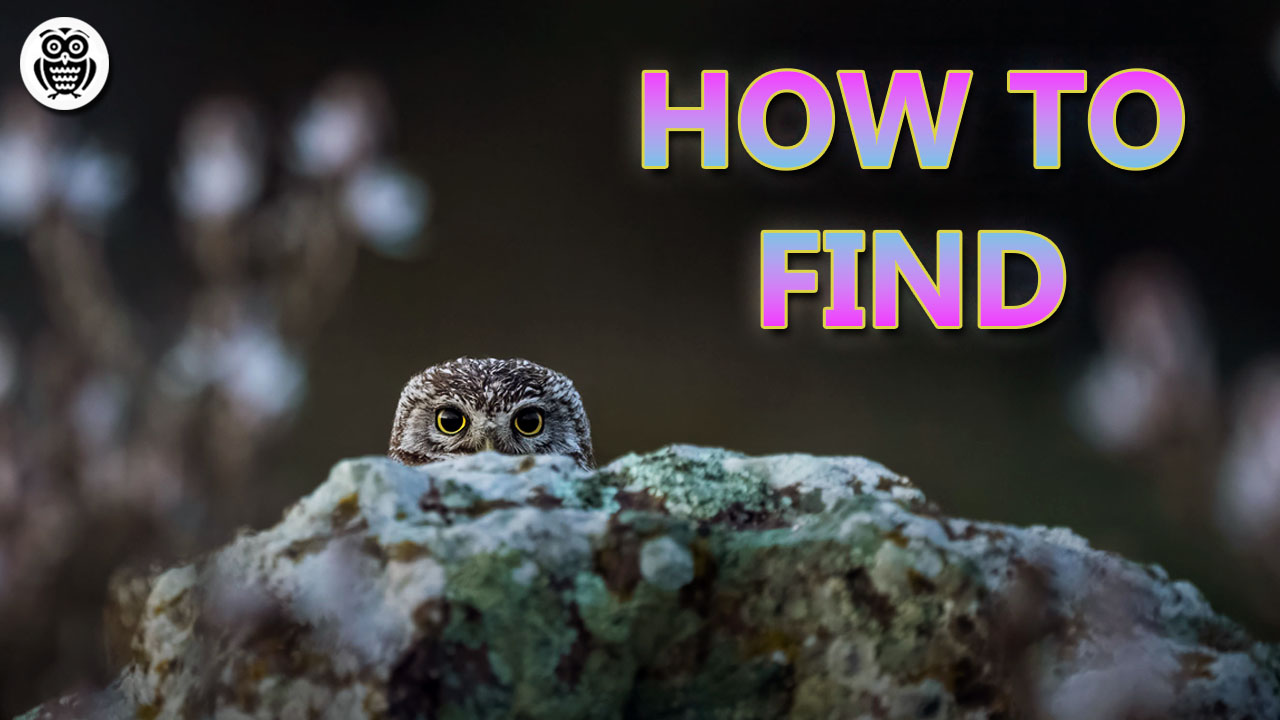 How to Find and Photograph Little Owls - Streamed by Giuseppe Gessa